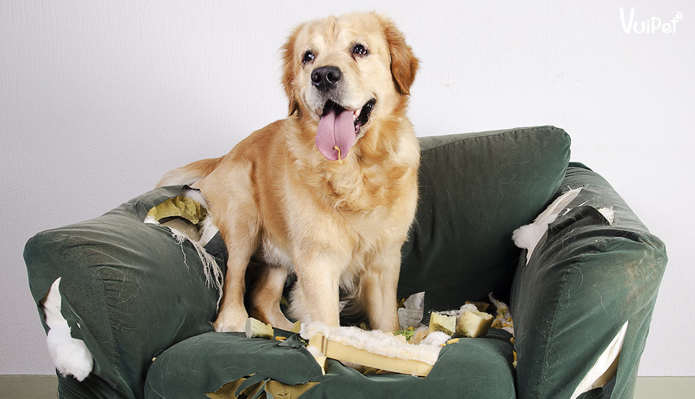 Chó cắn phá đồ
